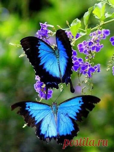 бабочки