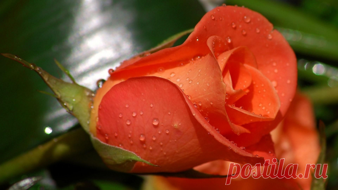 rose_flowers_Ð_ÑƒÑ_Ð¾Ð½_dew_drops_Ð_Ð_Ñ_Ð¹_1920x1080_hd-wallpaper-24048.jpg (1920×1080)