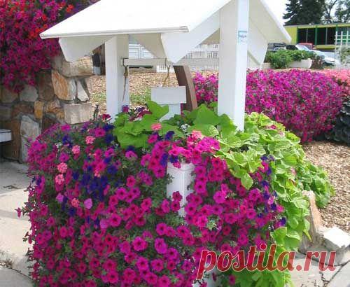 Дачный участок: 33 красивых цветника на даче