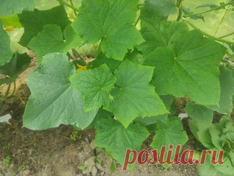 Посмотрите на лист огурца, если увидите такие признаки, то подкормите этим удобрением | Вдали от города (огород + подсобное хозяйство) | Дзен