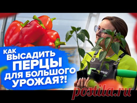 ВЫСАДКА ПЕРЕРОСШИХ ПЕРЦЕВ! ВЫСАДКА ПЕРЦА В ХОЛОДА
