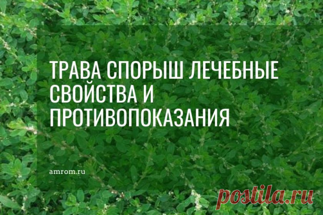 Трава спорыш лечебные свойства. Спорыш (горец птичий , мурава-трава, топтун) — однолетнее растение семейства гречишных. Травянистое стелящееся растение. В высоту может достигать до 30 см.