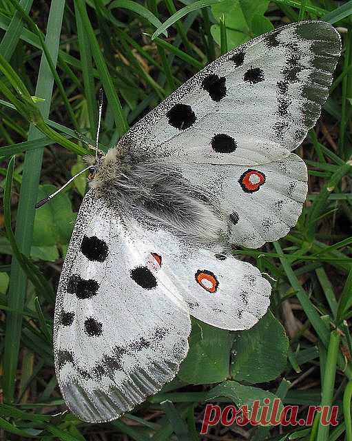 Parnassius apollo | Butterflies, Bees