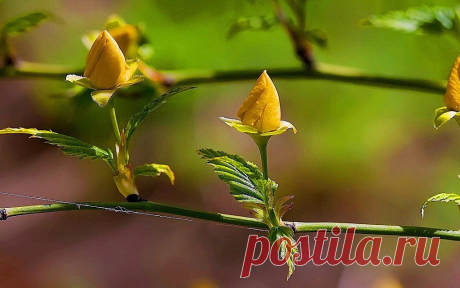 Розы