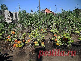 Дача ВИКТОРиЯ: Как вырастить помидоры без рассады?