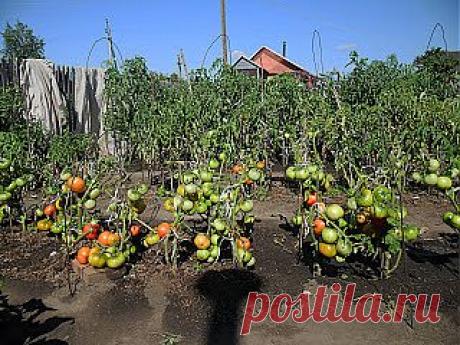 Дача ВИКТОРиЯ: Как вырастить помидоры без рассады?