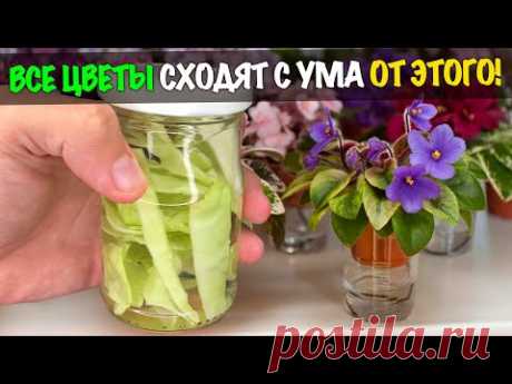 Бабушкин "метод" от которого я офигел! Запускает Пышное Цветение Всех Цветов в Декабре!