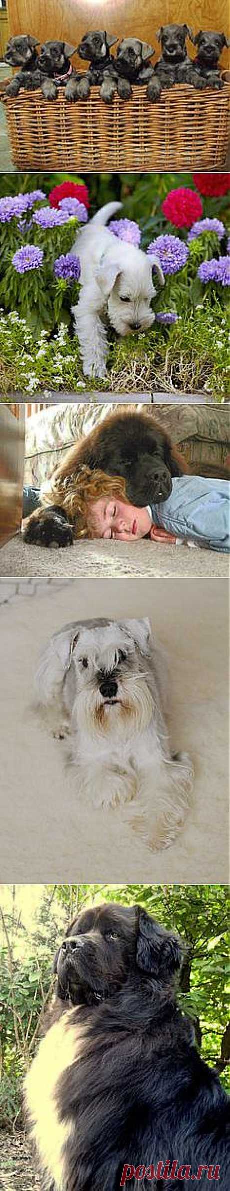 I LOVE Dogs