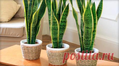 Комнатный щучий хвост полезен для людей - Народная медицина - медиаплатформа МирТесен Лучший способ улучшить атмосферу и микроклимат в доме - завести известный цветок сансевьеру, который также известен в народе, как щучий хвост, индийский меч, змеиная кожа или леопардовая лилия. Комнатный щучий хвост полезен для людей в первую очередь тем, что улучшает иммунитет живущих с ним под