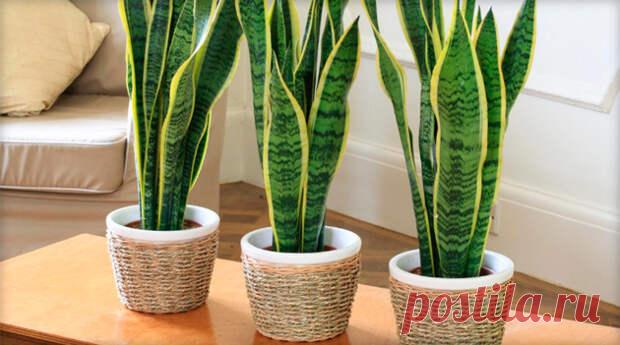 Комнатный щучий хвост полезен для людей - Народная медицина - медиаплатформа МирТесен Лучший способ улучшить атмосферу и микроклимат в доме - завести известный цветок сансевьеру, который также известен в народе, как щучий хвост, индийский меч, змеиная кожа или леопардовая лилия. Комнатный щучий хвост полезен для людей в первую очередь тем, что улучшает иммунитет живущих с ним под