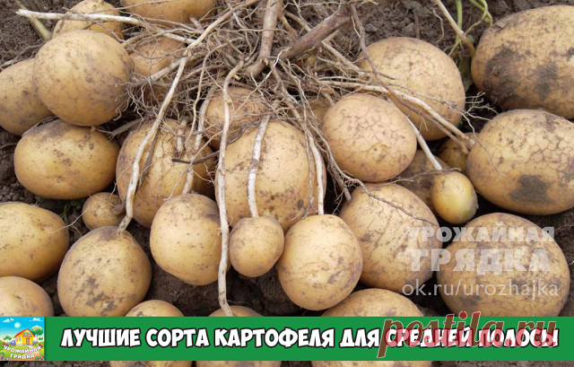 Лучшие сорта картофеля для Средней полосы России, Урала и Поволжья