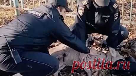В Красноярском крае полицейские спасли раненую косулю. В Красноярском крае специалисты спасли косулю, которую местные жители нашли возле школы. Об этом сообщает управление МВД по региону. Животное заметила горожанка, которая вскоре сообщила о находке в полицию. После обращения на место ...