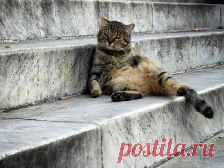 Забавные коты и кошки ← Картинки и фото на Ануб.Ру