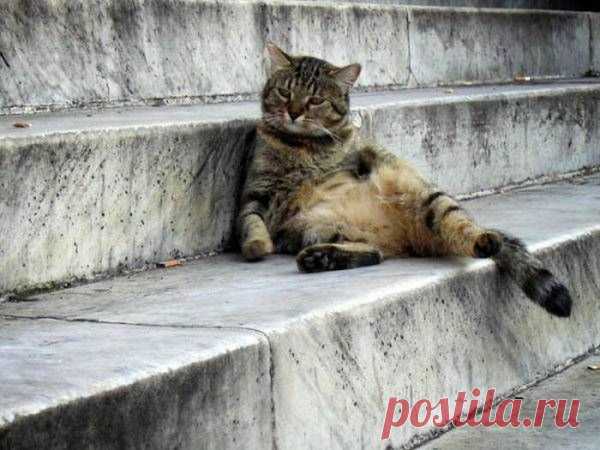 Забавные коты и кошки ← Картинки и фото на Ануб.Ру