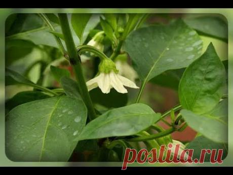 Перец не растет, застыл в росте, осыпается цвет и завязи. Что делать ???