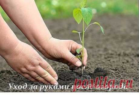 РУКИ ПОСЛЕ ОГОРОДА
Сохрани шпаргалку, поделись с одноклассниками!
В дачно-огородный сезон у каждой женщины возникает большая проблема: 
возня с землей портит наши руки, а не каждый любит работать в перчатках.
 
Помощники растут у вас на огороде. Так же их можно найти на кухне и в 
аптечке.
Помидор. Разминаешь в руках спелый помидор,втираешь сок в кожу особенно 
вокруг ногтя. Смываешь. И ручки чистоты необыкновенной. 
Сорвите несколько листочков щавеля, разотрите хорошенько в руках и потом
 с