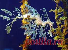 морской конек-тряпичник