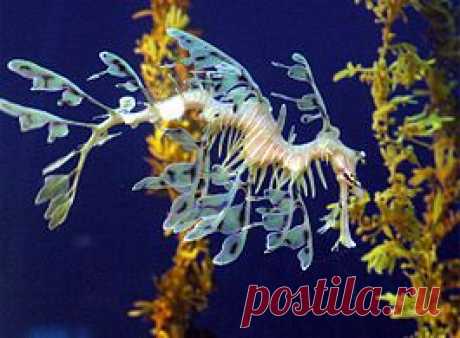 морской конек-тряпичник