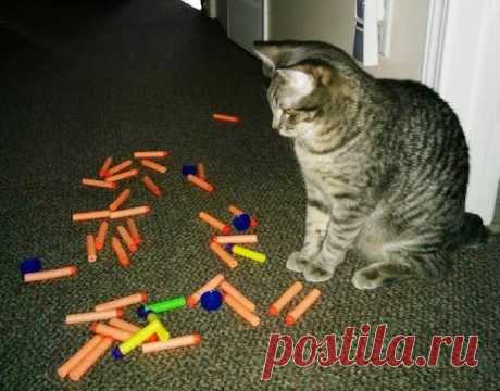 18 котов-воришек, вместе со своими сокровищами / Питомцы