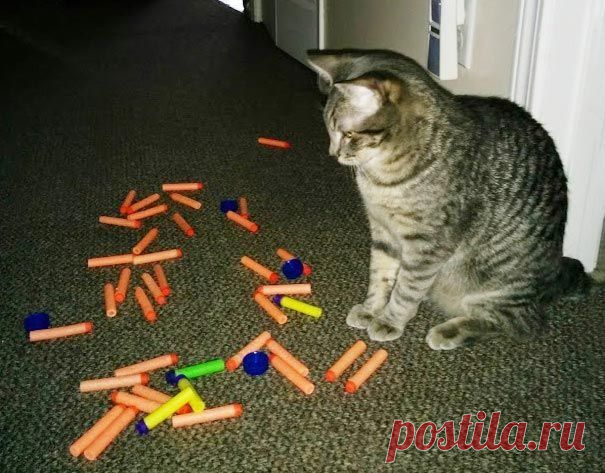 18 котов-воришек, вместе со своими сокровищами / Питомцы