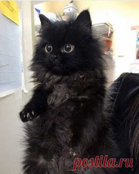 18 фотографий, которые доказывают, что чёрные котики приносят не несчастья, а хорошее настроение