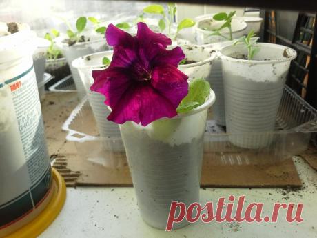 Я посчитала — на горшочки под рассаду мне надо потратить 5000 рублей, но стоит ли это делать
Вопрос того, в чем выращивать рассаду, встает перед каждым огородником в конце зимы. В это время мы начинаем готовить или покупать землю, сеять первые ранние культуры. Затем приходит время их... Read more »
Читай дальше на сайте. Жми подробнее ➡