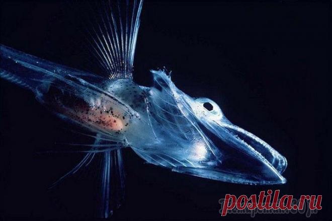 Экзотические животные, которые очень странно выглядят