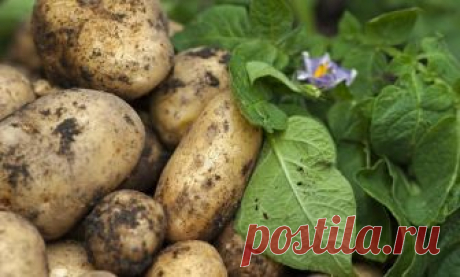 Как получить хороший урожай картофеля: метод Балабанова