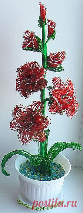 gladiolus_krasn.jpg (274×700)