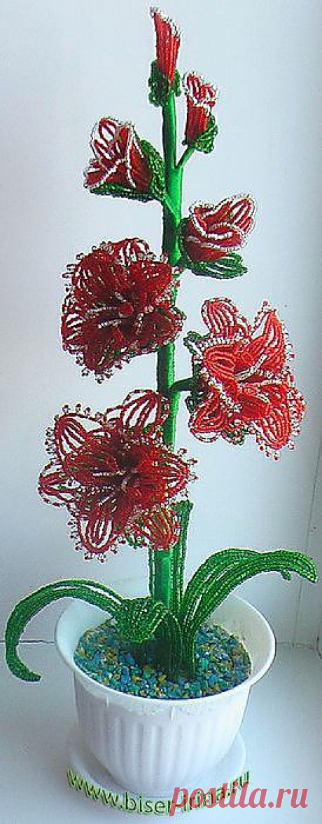 gladiolus_krasn.jpg (274×700)