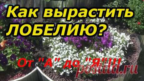 ВСЁ О ЛОБЕЛИИ-ОТ ПРАВИЛЬНОГО ПОСЕВА ДО ЦВЕТЕНИЯ!!! Полное видео о выращивании прекрасной лобелии-от посева до цветения-все тонкости пошагово!