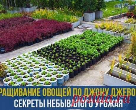 Выращивание овощей по Джону Джевонсу – небывалый урожай