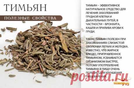 Тимьян (чабрец) полезные свойства