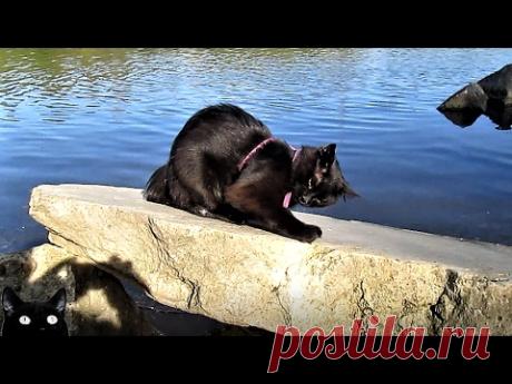 Танец кота - YouTube