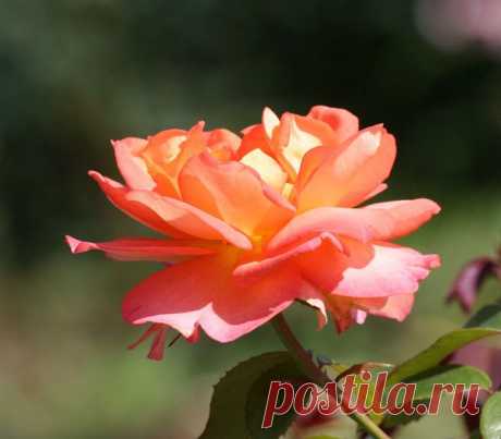 Цветы | Фотографии сергей ефременко | 9668 фото