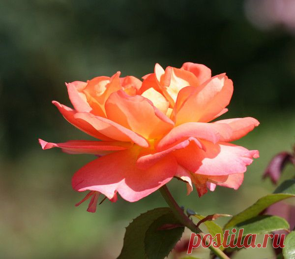 Цветы | Фотографии сергей ефременко | 9668 фото