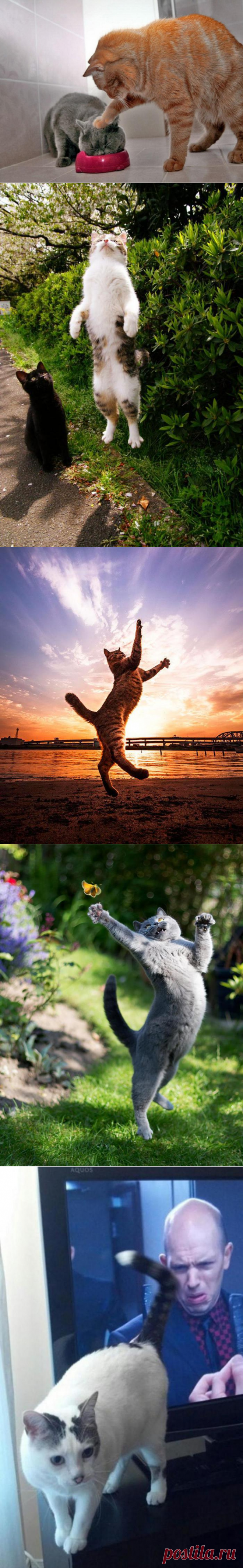 20 фото кошек, сделанных в правильный момент