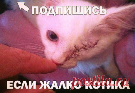Роман Ракита  саша сокол