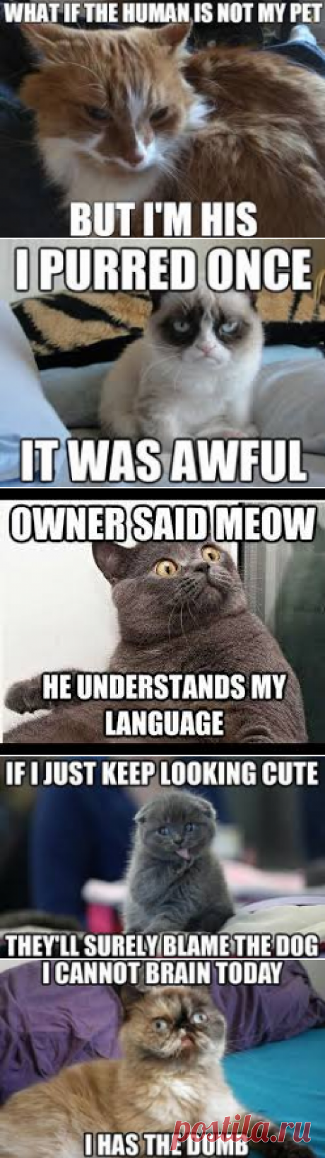 CAT MEMES - Google Search