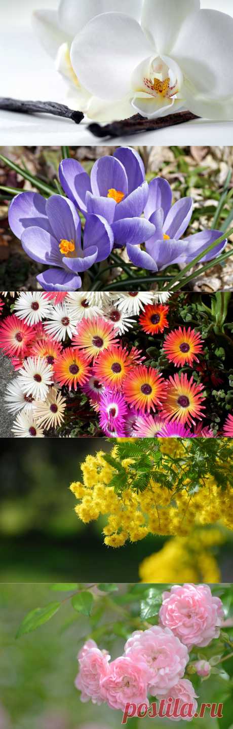 Просто цветы для хорошего настроения | ПРИСТАНЬ ОПТИМИСТОВ