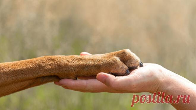 Бездомного мужчину из Приморья заподозрили в поедании соседских собак. Жителя города Артем в Приморском крае заподозрили в поедании собак. Об этом сообщает kp.ru. Инцидент, шокировавший местных жителей и зоозащитников, произошел в ноябре. Владельцы собак, ранее потерявшие своих животных, вышли на след ...