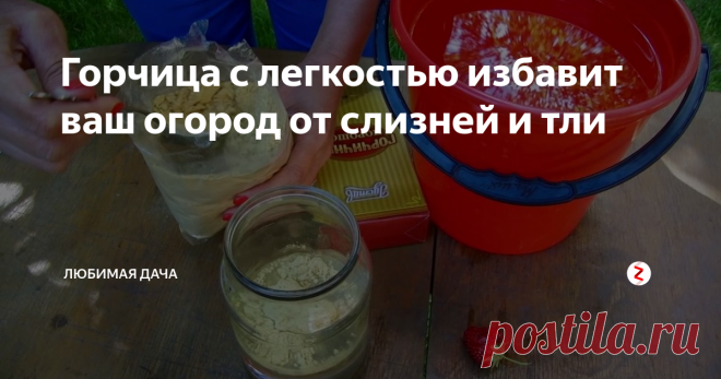 Горчица с легкостью избавит ваш огород от слизней и тли Порошок горчицы это не только кулинарная острая пряность которая известна во всем мире. Но и очень хороший помощник в огороде для каждого дачника. Горчицу боятся в огороде слизни, которые беспощадно поедают капусту; тля, паутинный клещ и капустница; и молодь колорадского жука ни когда не переживет опрыскивание горчичным порошком.
Тля проблема для каждого садовода огородника в том числе и для меня.