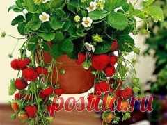 (1) Одноклассники