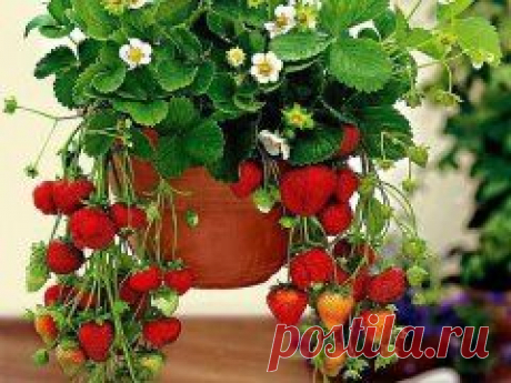 (1) Одноклассники