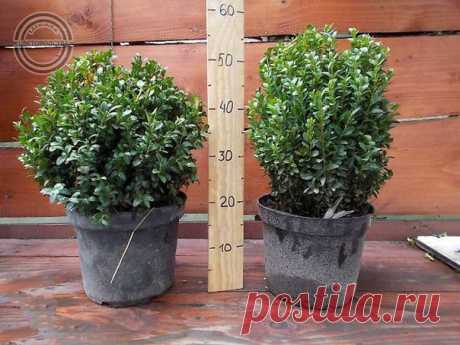 САМШИТ В ДОМЕ

Самшит, или буксус ( Buxus) – род вечнозелёных деревьев и кустарников, насчитывающий несколько десятков видов. Самшит образует красивый плотный куст с мелкими блестящими листьями на многочисленных побегах, отлично переносит сильную обрезку и стрижку. Издавна его выращивают в садах и парках в качестве классического декоративного растения для создания стриженых форм, бордюров, узорчато-ковровых партеров, живых изгородей.
Показать полностью…