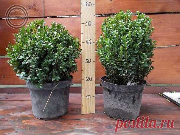 САМШИТ В ДОМЕ

Самшит, или буксус ( Buxus) – род вечнозелёных деревьев и кустарников, насчитывающий несколько десятков видов. Самшит образует красивый плотный куст с мелкими блестящими листьями на многочисленных побегах, отлично переносит сильную обрезку и стрижку. Издавна его выращивают в садах и парках в качестве классического декоративного растения для создания стриженых форм, бордюров, узорчато-ковровых партеров, живых изгородей.
Показать полностью…