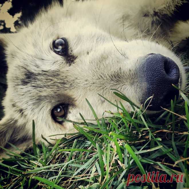 animal edits | McKenzie Greenly | Flickr