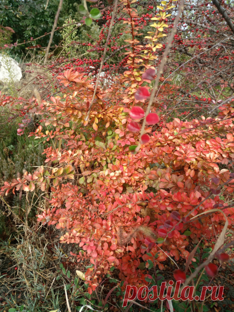 Барбарис Тунберга &quot;Дьяболикум&quot; (Berberis thunbergii &quot;Diabolicum&quot;) осенью