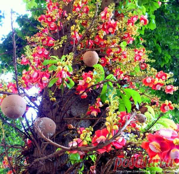Курупита гвианская - Couroupita guianensis (обезьяний абрикос или дерево пушечных ядер)