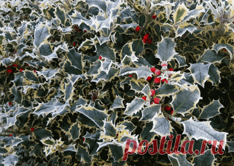 Календарь сезонных работ в саду: декабрь - Planetalsad